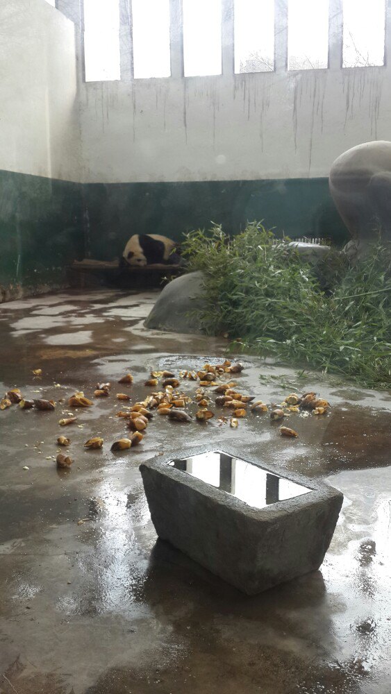成都动物园半日游-第3张图片